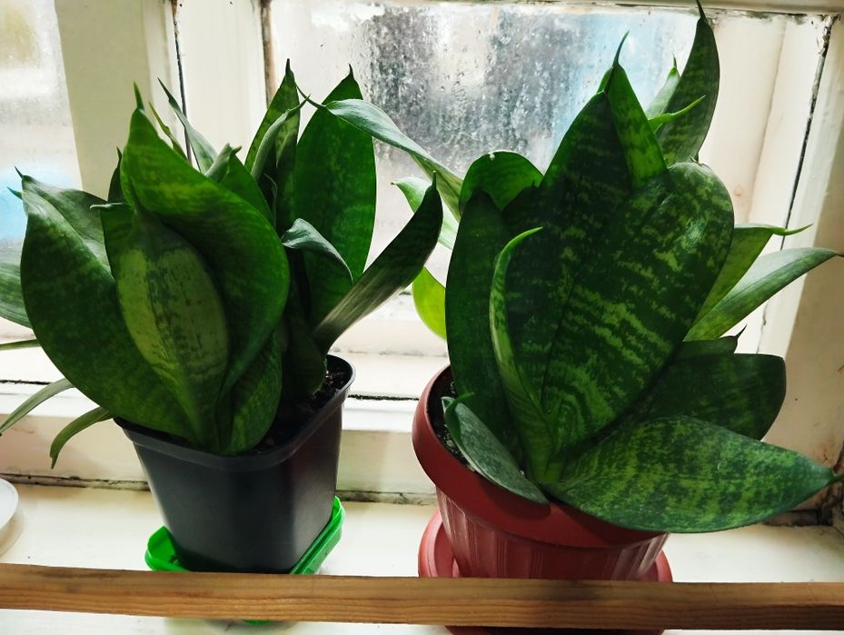 Продам/обменяю комнатные цветы