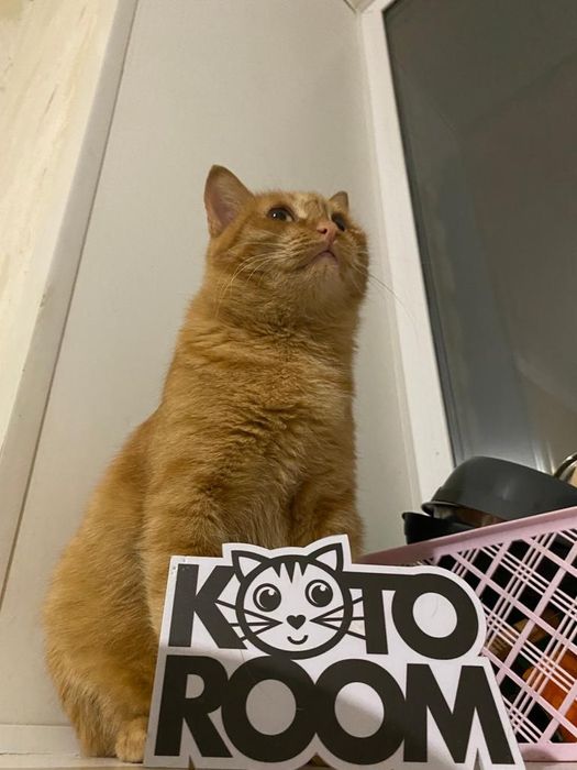 Кошка Бренда ищет дом