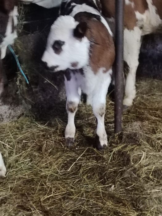 vand vitei si vitele