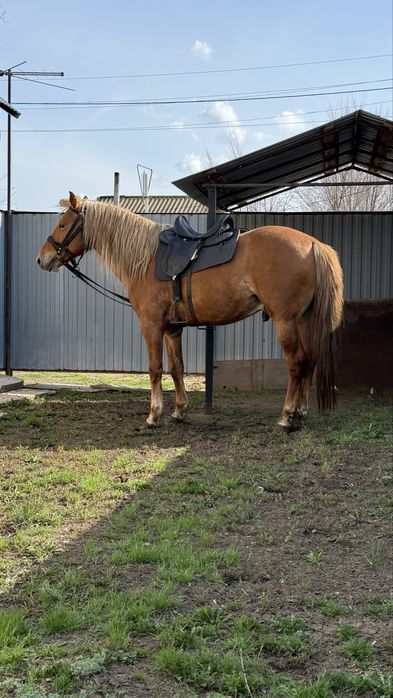 Продаётся жеребец! Айғыр!