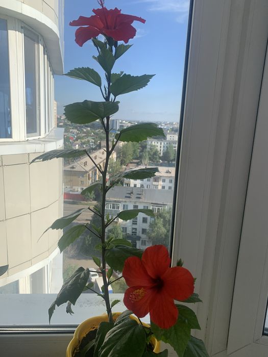 Комнатная растение