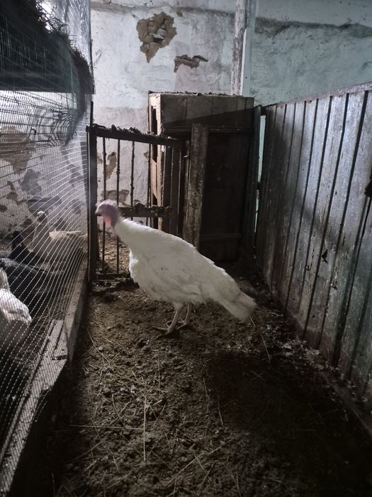 Продаётся индюки помесь разных пород