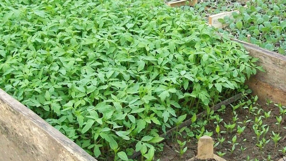 Продам рассаду помидор
