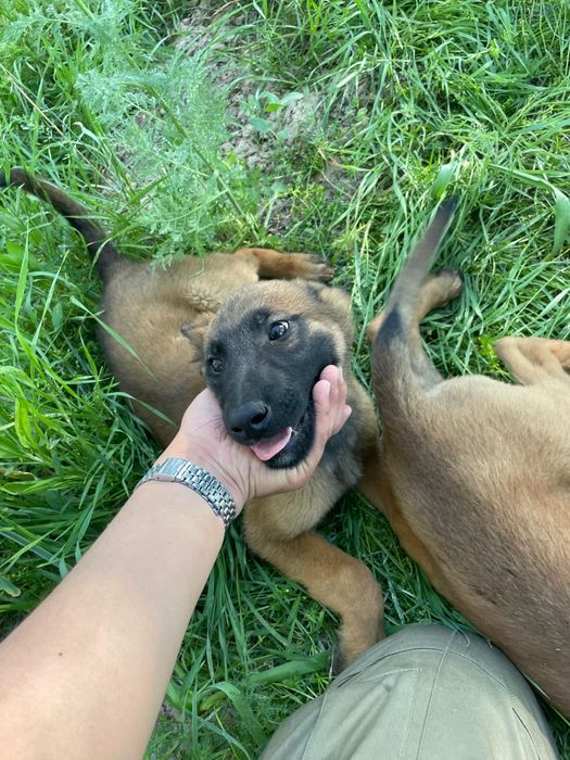 бельгийский овчарка Малинуа