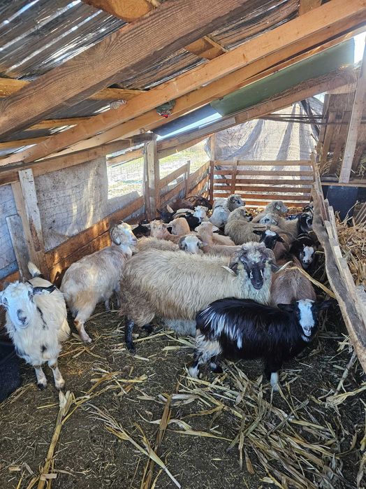 Oi si capre de vanzare