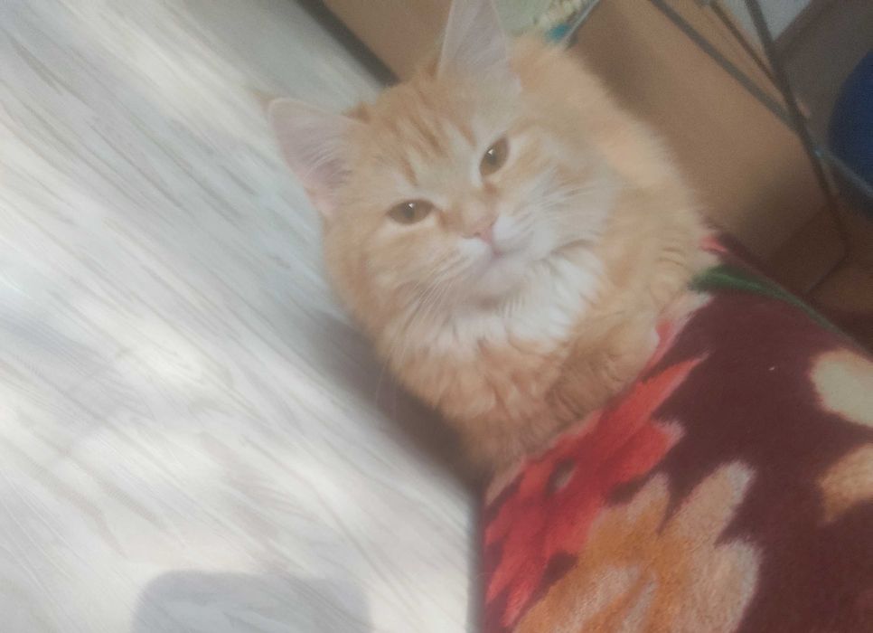 Отдам кошку в добрые руки