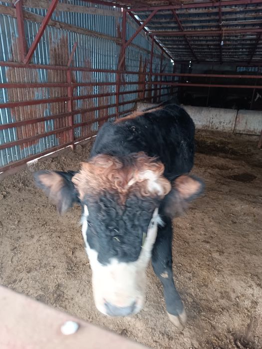 Продается бык на согым!