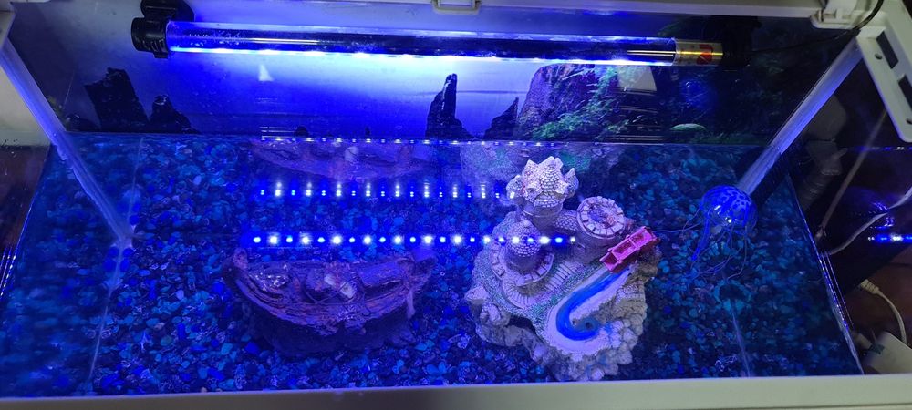 Аквариум + балықтар (толық комплект)