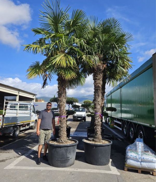 Palmieri rezistenti la iarna caliate garantat oferim garantie