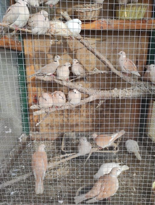 Смеещи се гугутки