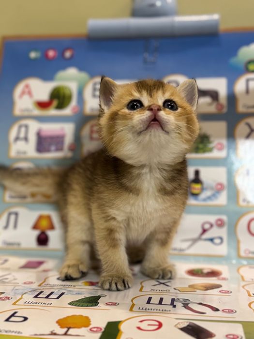 Срочно продаются котята Шиншила
