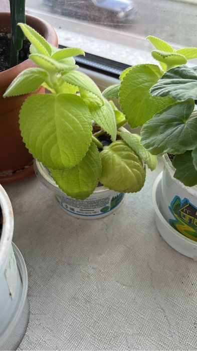 Комнатные цветы