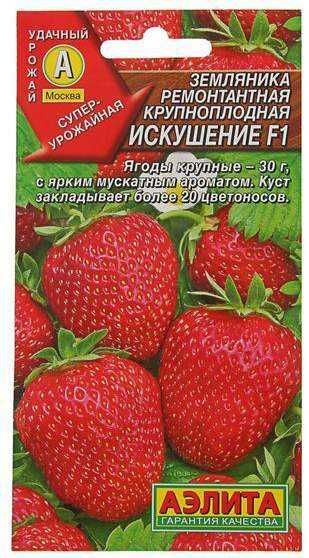 Клубника рассада многоразовая