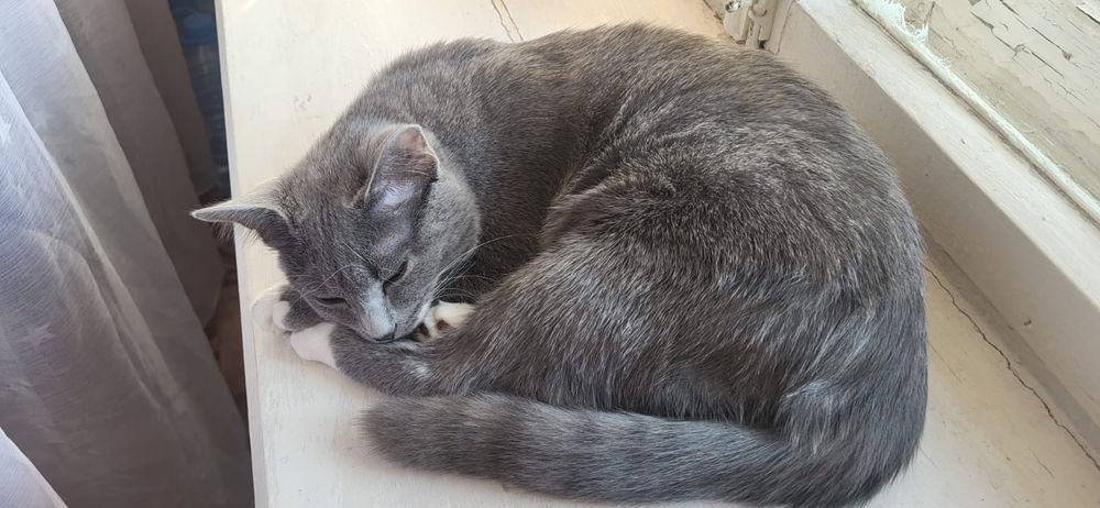 Отдам полугодовалого котенка