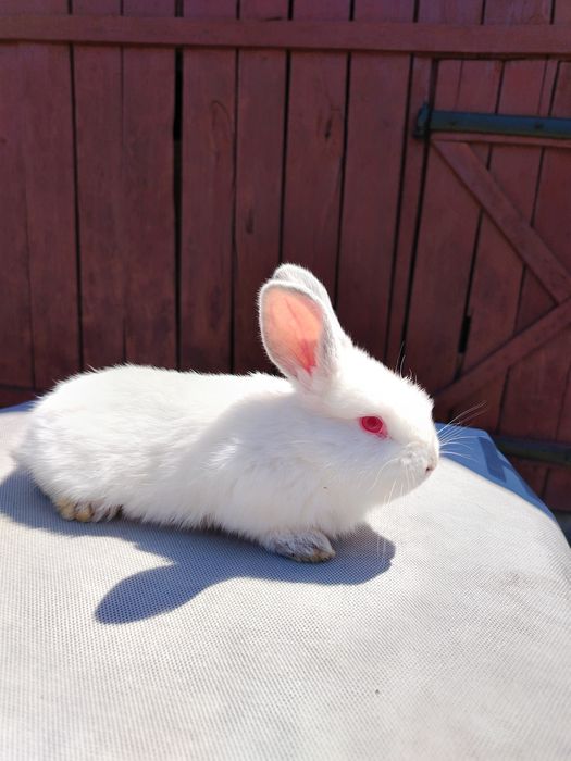 Vand pui de iepure de 1 luna