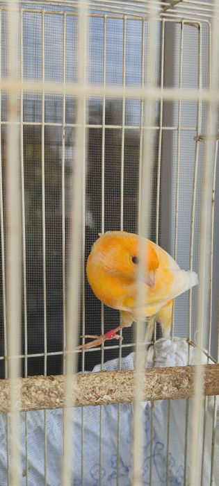 Конарейка самец,.