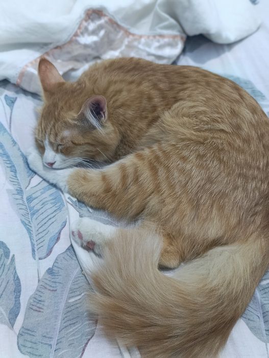 Кошка в хорошие руки