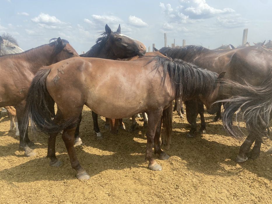 Продам кабылу 5 лет обращаться на ватсап