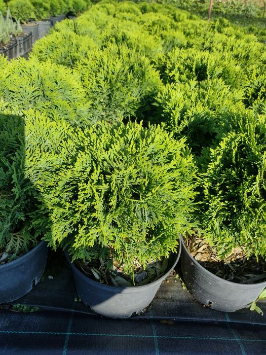 Producator vand Danica glob