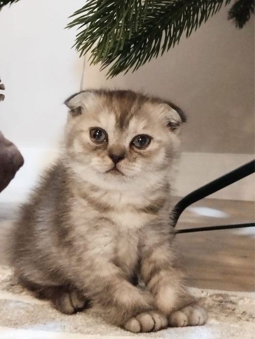 Шотландская вислоухая девочка