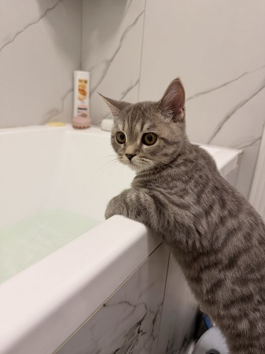 Продам породистого шотландца