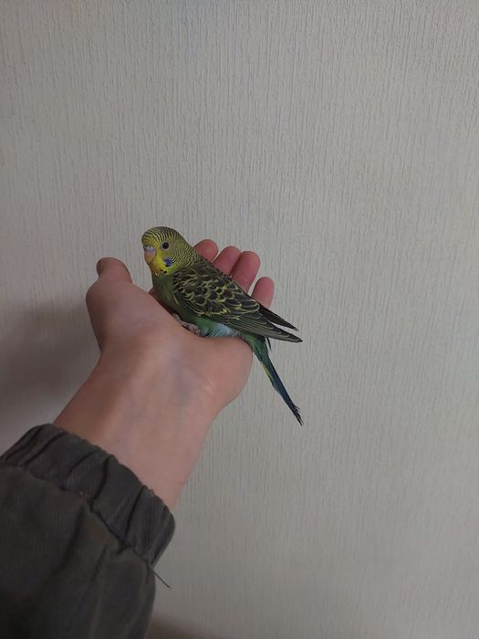 Птенцы валнистых попугаев