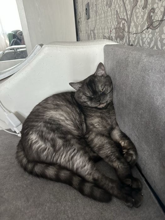 Продается кот британец