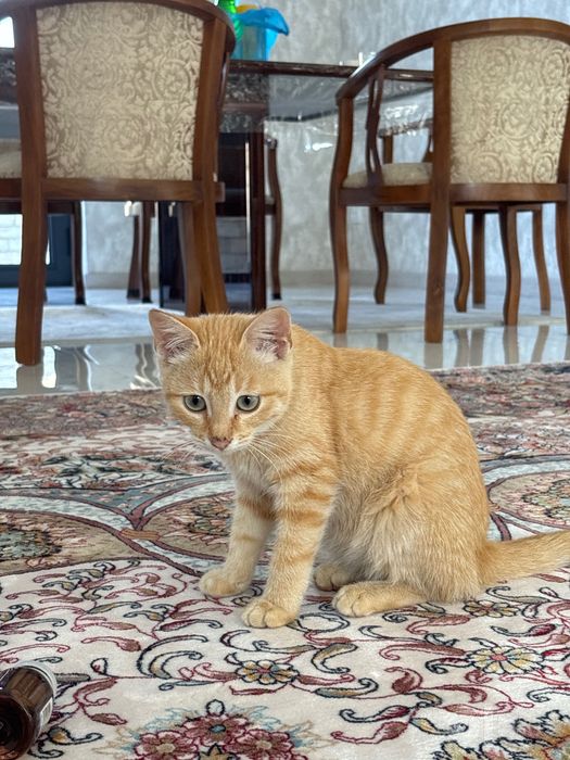 Котенок, бесплатно