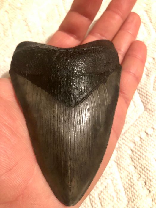 Dinte de Megalodon !!