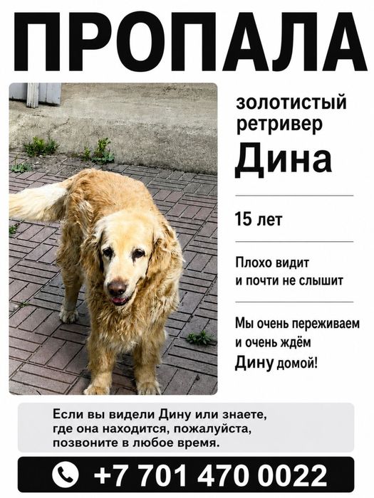 Пропала собака, золотистый ретривер