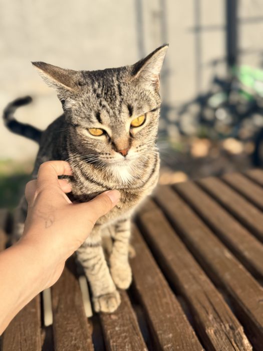 Кошка пристройство
