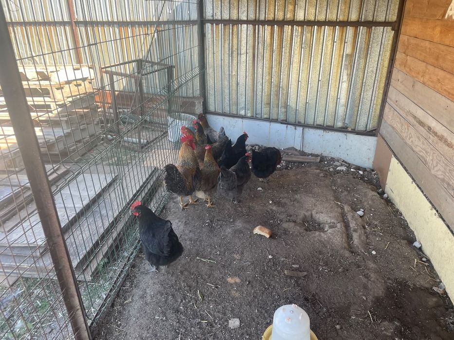 Куры несушки домашние