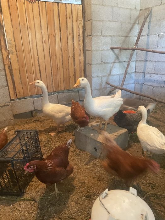 Продам гусей индюков и куриц