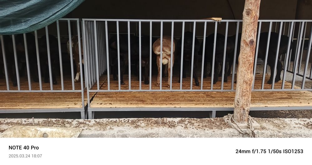 Куй кура замоанвий