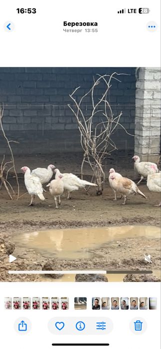 Ундык куркетауык