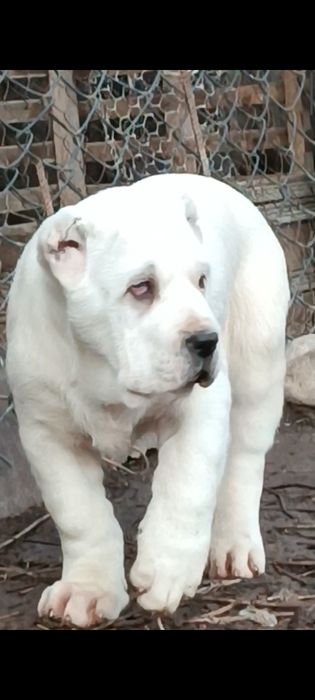 Алабай предлагается для вязки