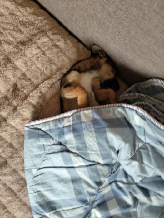 Отдам в добрую семью