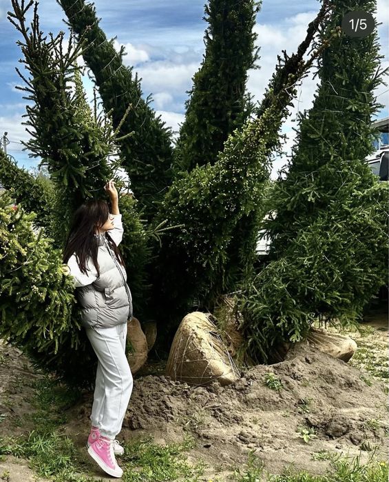 Ель сибирская, кедр, сосна, голубые ели, саженцы, крупномер