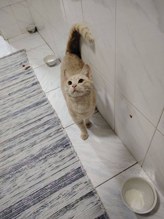 Нашли кота. Помогите вернуть его хозяину!