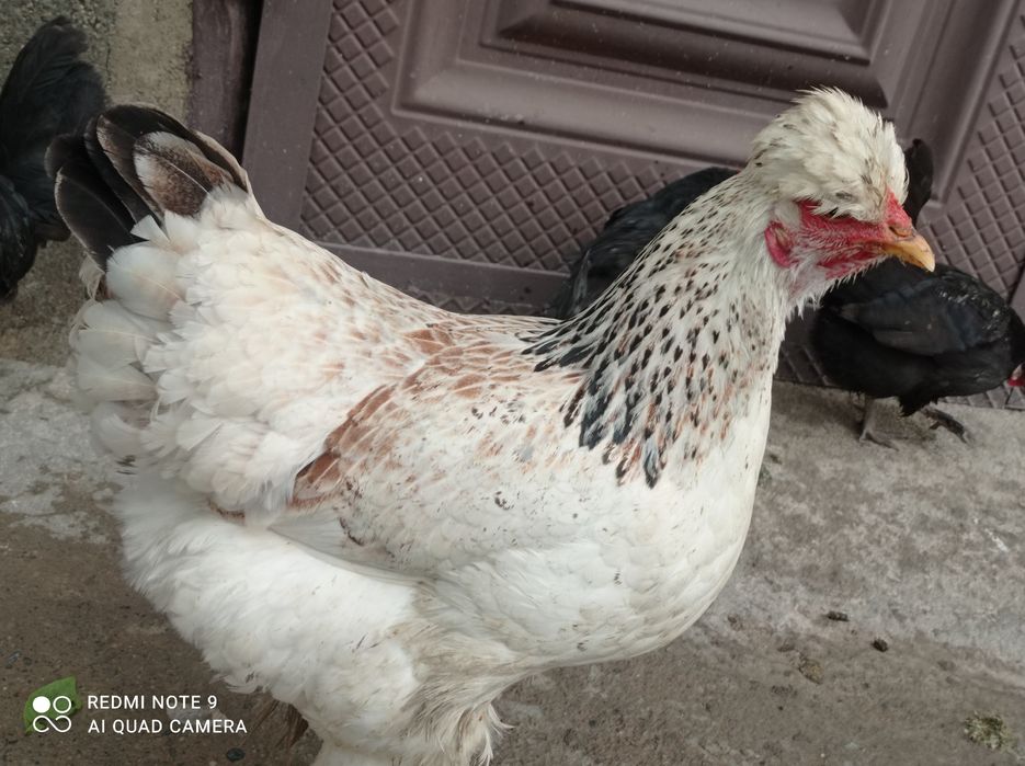 Брама товук тухумлари  сотилади