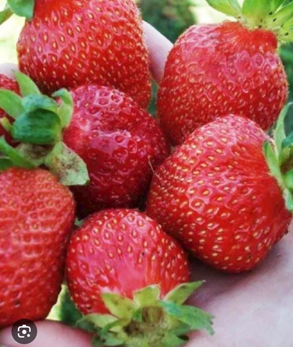 Продам рассаду одноразовой и многоразовой клубники