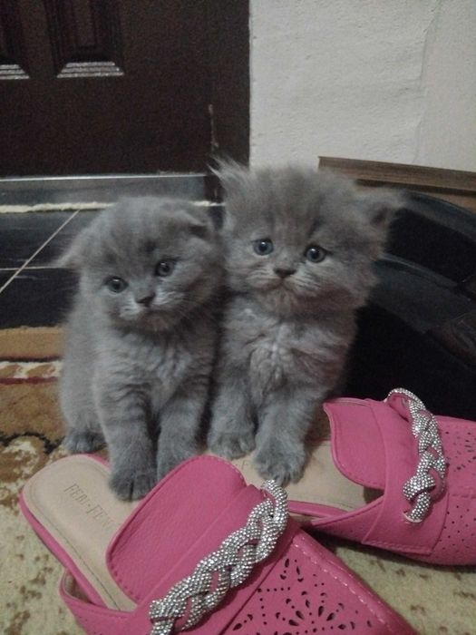 Продаются котята!