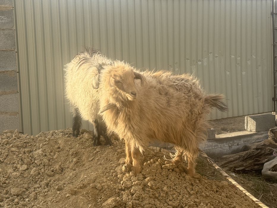 Екі ешкі сатам екеуі де ұрғашы