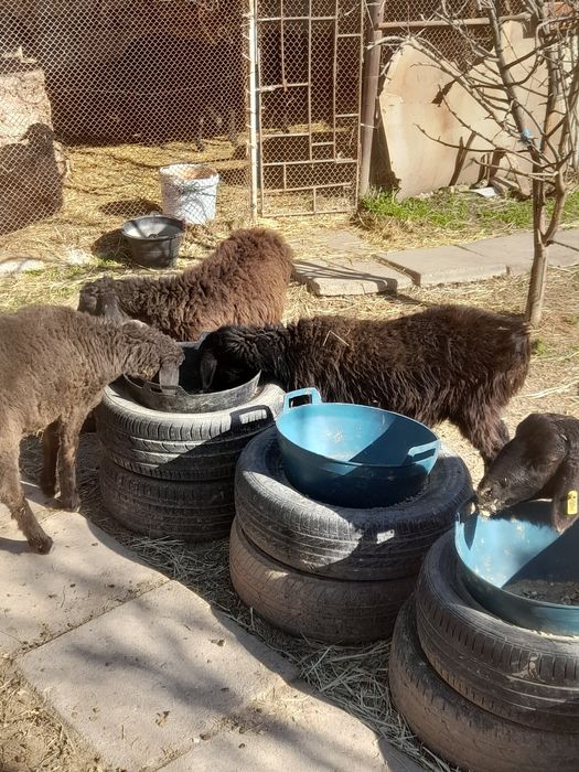 маросимлар учун халол бокилган куй ,кучкорлар, кузилар.