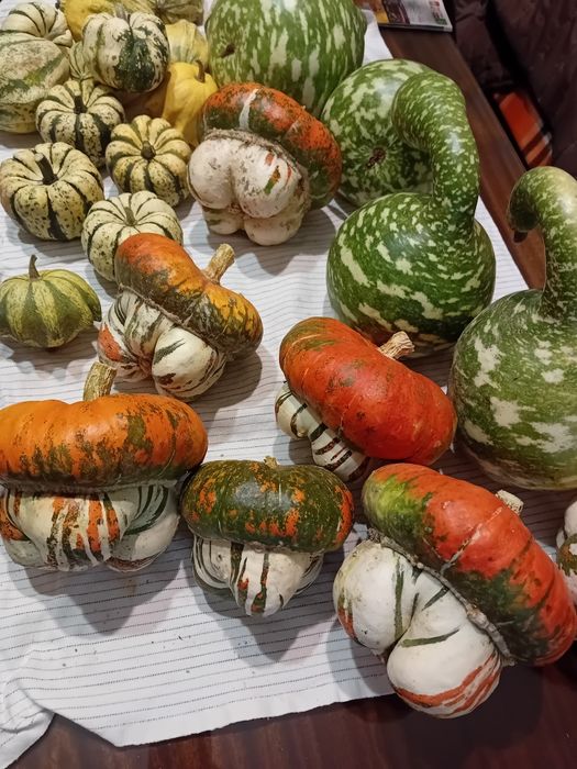 Декоративни тикви