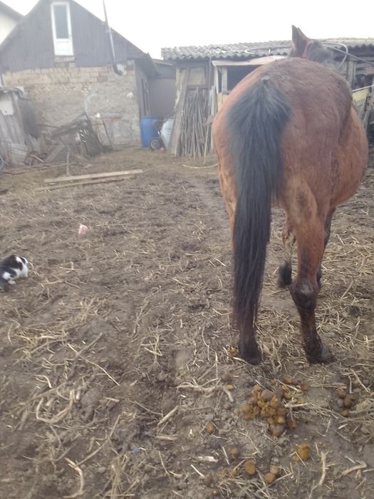 Vând o iapă de abator