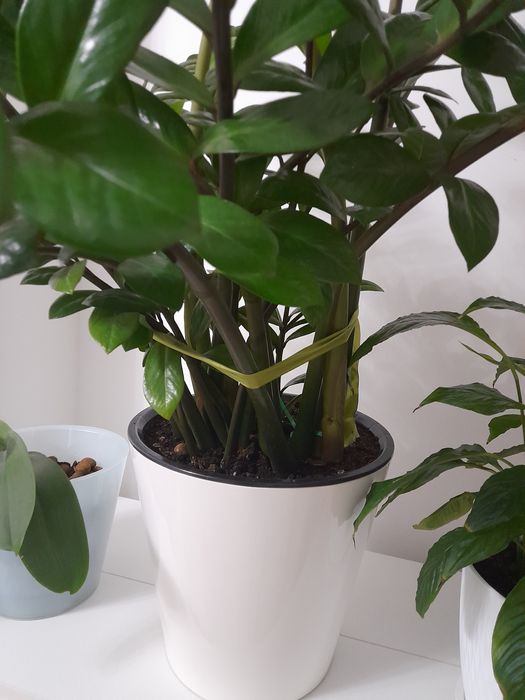 Акша ағашы.Жапырактан өсіргенмін