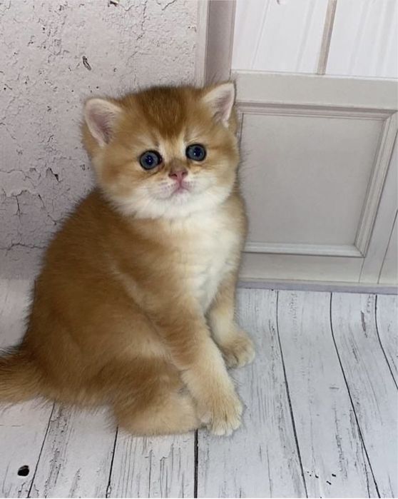 Котятки шиншилловые британские