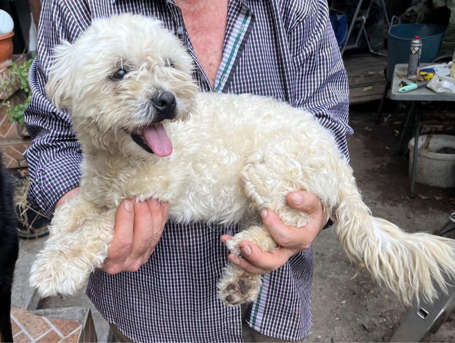 Metis bichon pui, gratuit