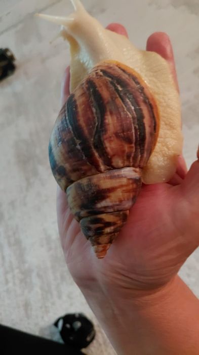 Улитка ахатина за 2000тг